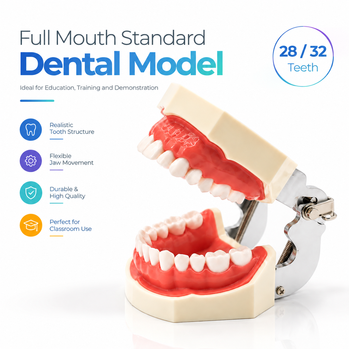 Dental Study Model with Removable Teeth and Soft Gingiva - 28 / 32 Teeth