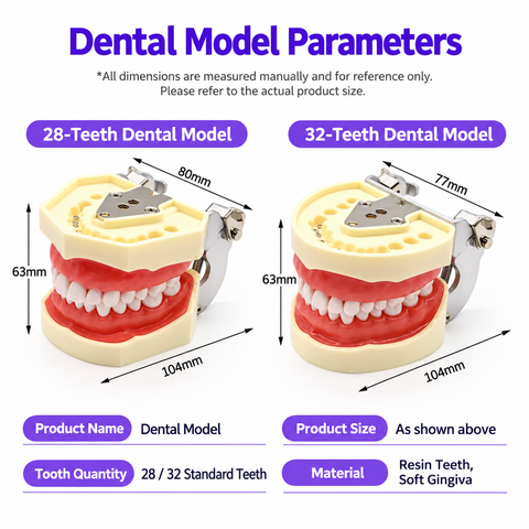 Dental Study Model with Removable Teeth and Soft Gingiva - 28 / 32 Teeth