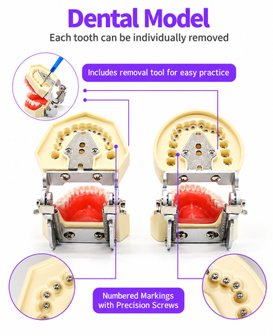 Dental Study Model with Removable Teeth and Soft Gingiva - 28 / 32 Teeth