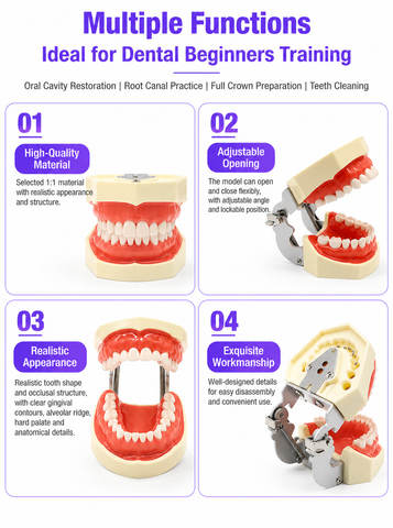 Dental Study Model with Removable Teeth and Soft Gingiva - 28 / 32 Teeth