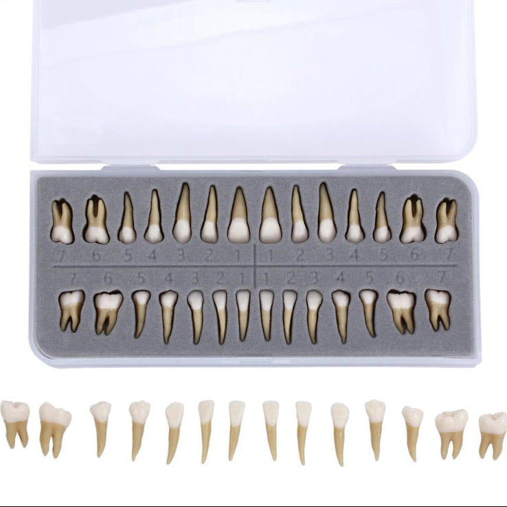 Dental 1:1 Permanent Teeth Demonstration Study Model (28 Pcs)