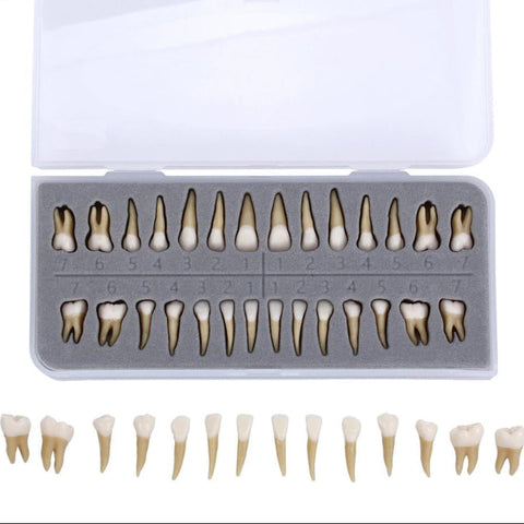 Dental 1:1 Permanent Teeth Demonstration Study Model (28 Pcs)