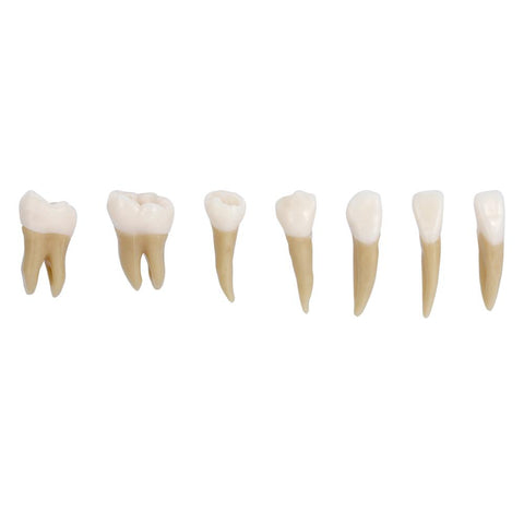 Dental 1:1 Permanent Teeth Demonstration Study Model (28 Pcs)