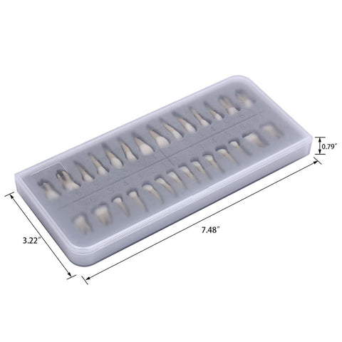 Dental 1:1 Permanent Teeth Demonstration Study Model (28 Pcs)