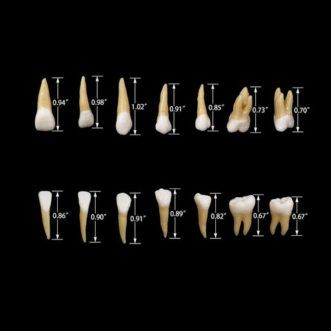 Dental 1:1 Permanent Teeth Demonstration Study Model (28 Pcs)