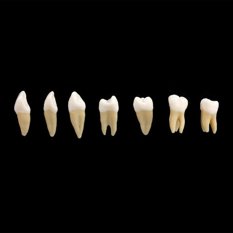 Dental 1:1 Permanent Teeth Demonstration Study Model (28 Pcs)