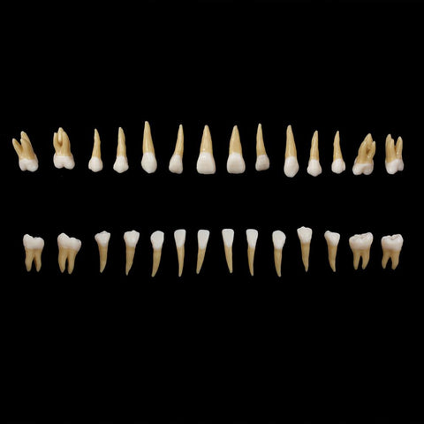 Dental 1:1 Permanent Teeth Demonstration Study Model (28 Pcs)